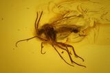 Detailed Fossil Fly (Mycetophilidae) In Baltic Amber #163465-2